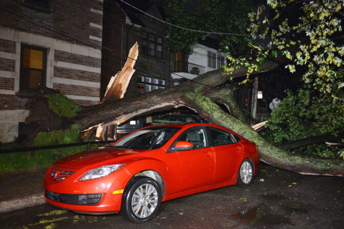 Chute d’arbre à Montréal